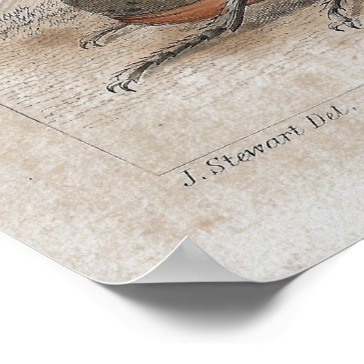 Beetle Antique Lithographic Print Poster (Ecke)