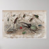 Beetle Antique Lithographic Print Poster (Vorne)