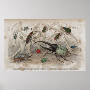 Beetle Antique Lithographic Print Poster