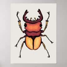 Beetle Art Entomology Insekt