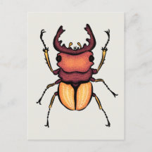 Beetle Art Entomology Insekt