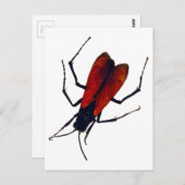 BEETLE BUG POSTKARTE (Vorne/Hinten)