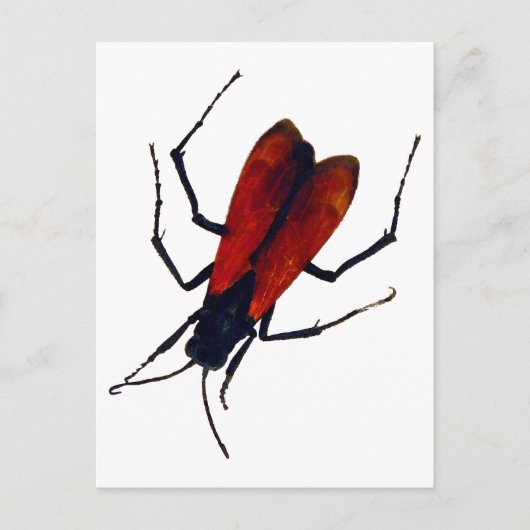 BEETLE BUG POSTKARTE (Vorderseite)