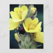 Beetle On Mullein Flower Photography  Postkarte (Vorderseite)