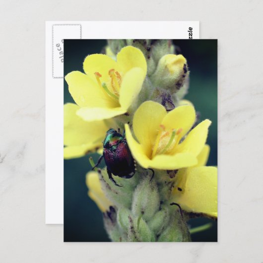 Beetle On Mullein Flower Photography  Postkarte (Vorne/Hinten)