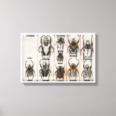 Beetle Species Bug Insect nature photograph Leinwanddruck (Vorderseite)