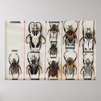 Beetle Species Bug Insect nature photograph Poster