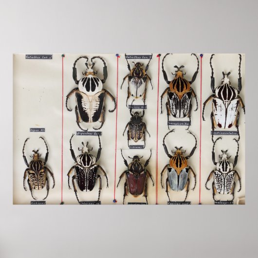 Beetle Species Bug Insect nature photograph  Poster (Vorne)