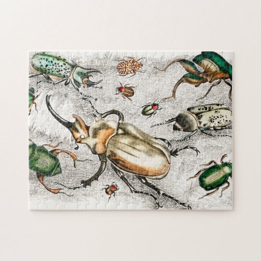 Beetles Insekts Bugs Puzzle (Horizontal)