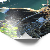 BEF Bald Eagle Familie Fotodruck (Ecke)