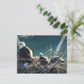 BEF Bald Eagle Familie Postkarte (Stehend Vorderseite)