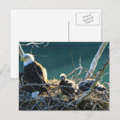BEF Bald Eagle Familie Postkarte (Vorne/Hinten)