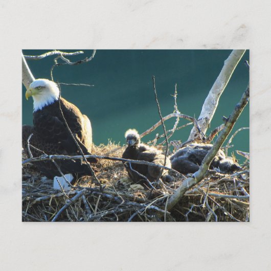 BEF Bald Eagle Familie Postkarte (Vorderseite)