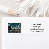 BEF-Weißkopfseeadler-Familie (Insitu)