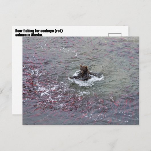 Befischung von Lachs in Alaska Postkarte (Vorne/Hinten)