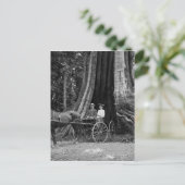 Beförderung im Hollow Tree Postkarte (Stehend Vorderseite)