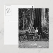 Beförderung im Hollow Tree Postkarte (Vorne/Hinten)