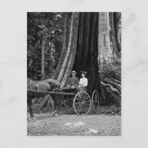 Beförderung im Hollow Tree Postkarte