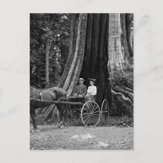 Beförderung im Hollow Tree Postkarte (Vorderseite)