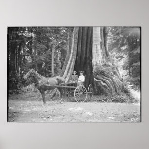 Beförderung im Hollow Tree, Stanley Park, Vintag Poster