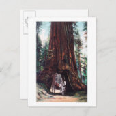 Beförderung unter einem riesigen Redwood Postkarte (Vorne/Hinten)