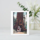 Beförderung unter einem riesigen Redwood Postkarte (Stehend Vorderseite)