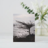 Befruchtungskarte für den Ozeanbaum Karte (Stehend Vorderseite)