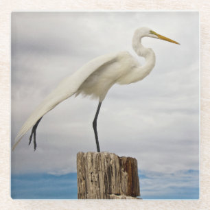 Begabter Strand des Reiher-  Fort Myers, Florida Glasuntersetzer
