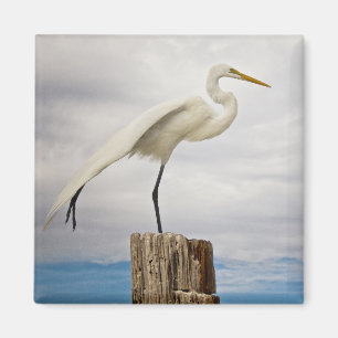 Begabter Strand des Reiher- Fort Myers, Florida Magnet
