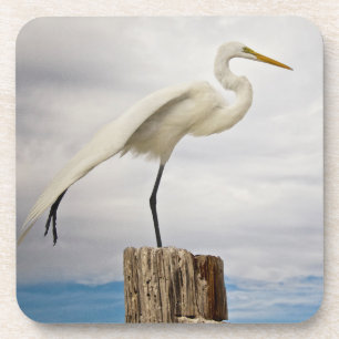 Begabter Strand des Reiher- Fort Myers, Florida Untersetzer