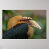 Begegnung mit dem männlichen Blyth-Hornbill Poster (Vorne)