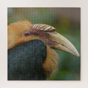 Begegnung mit dem männlichen Blyth-Hornbill Puzzle