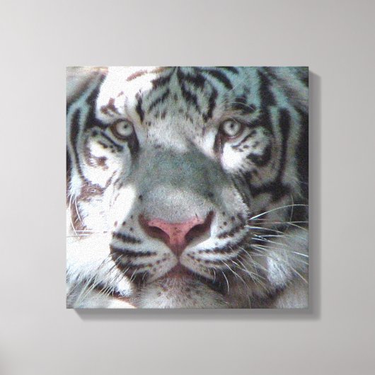 Begegnung mit White Tiger Leinwanddruck (Vorderseite)