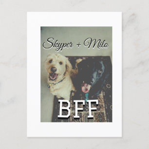 Begleithelfer tragen den Namen Foto Tier Liebe hin Postkarte