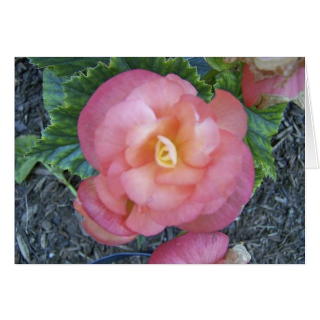 Begonia (Vorderseite (Horizontal))