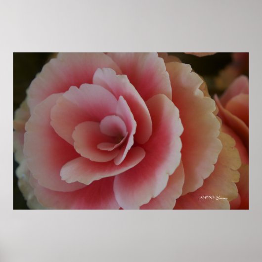 Begonia Beauty Poster (Vorne)
