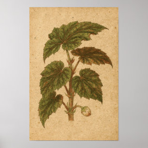 Begonia-Blatt Botanischer Druck Poster
