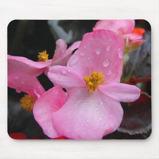 Begonia-Blume海 棠 Mousepad (Vorne)