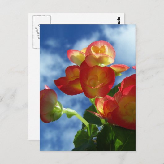 Begonia Blume Postkarte (Vorne/Hinten)