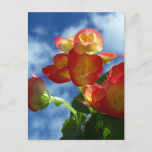 Begonia Blume Postkarte