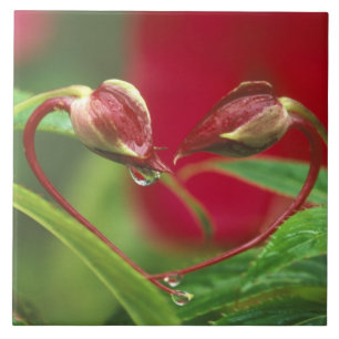 Begonia Buds in Herzform mit Tropfen . Kredit Fliese