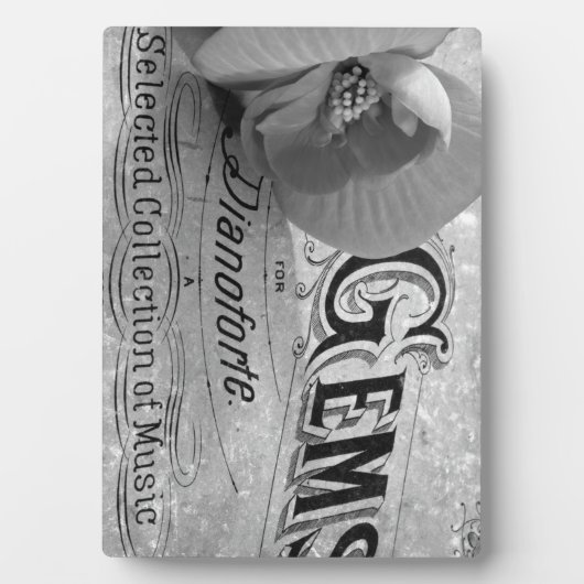 Begonia Gems Pianoforte Fotoplatte (Vorderseite)