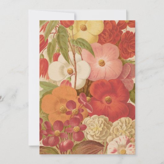 Begonia | George Nicholson (Vorderseite)