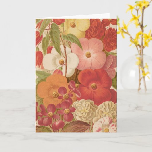 Begonia | George Nicholson Karte (Gelbe Blume)