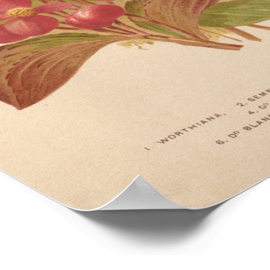 Begonia | George Nicholson Poster (Ecke)