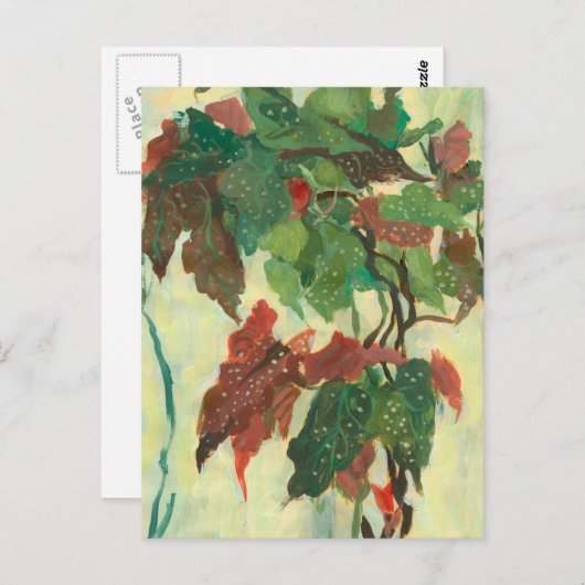 Begonia Maculata Zuhause Garden Pflanze Blumenmale Postkarte (Vorne/Hinten)