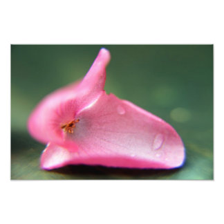Begonia Petal Fotodruck