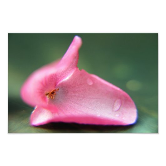 Begonia Petal Fotodruck (Vorne)