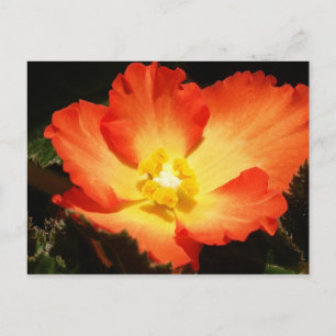 Begonia Postkarte