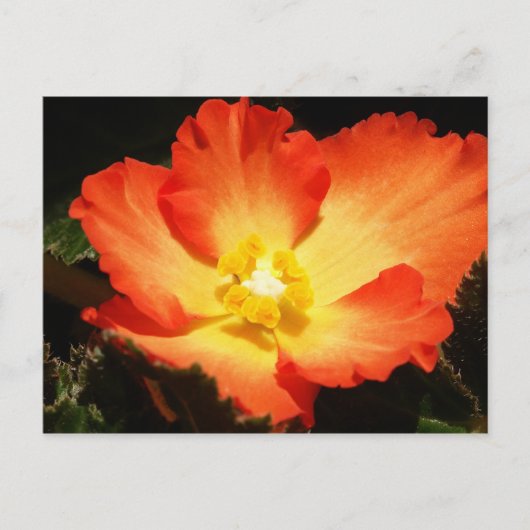 Begonia Postkarte (Vorderseite)